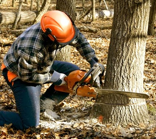 Tree Removal in Lake Nebagamon, WI